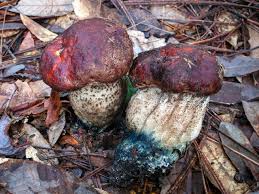 Attēlu rezultāti vaicājumam “Leccinum”