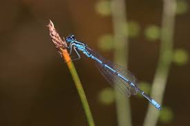 Attēlu rezultāti vaicājumam “Coenagrion pulchellum male”