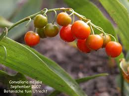 Attēlu rezultāti vaicājumam “Convallaria majalis fruit”