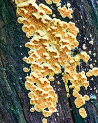 Attēlu rezultāti vaicājumam “Cribraria languescens stalked”