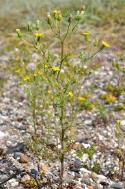 Attēlu rezultāti vaicājumam “Senecio viscosus”