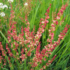 Attēlu rezultāti vaicājumam “Rumex acetosa flower”
