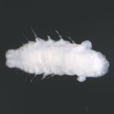 Attēlu rezultāti vaicājumam “Gynaephora selenitica larva”