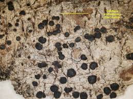 Attēlu rezultāti vaicājumam “Megalaria grossa”