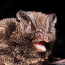 Attēlu rezultāti vaicājumam “Barbastella barbastellus”