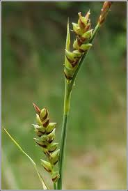 Attēlu rezultāti vaicājumam “Carex panicea fruit”