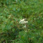 Attēlu rezultāti vaicājumam “Silene tatarica”