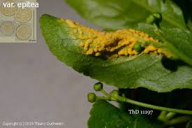 Attēlu rezultāti vaicājumam “Melampsora epitea”