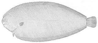 Image result for Solea solea