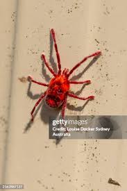 Attēlu rezultāti vaicājumam “Trombidiidae”