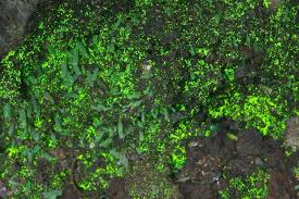 Attēlu rezultāti vaicājumam “Schistostega pennata”