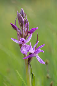 Attēlu rezultāti vaicājumam “Dactylorhiza ochroleuca flower”