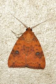 Attēlu rezultāti vaicājumam “Nolidae”