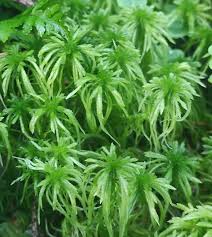 Attēlu rezultāti vaicājumam “Sphagnum flexuosum”