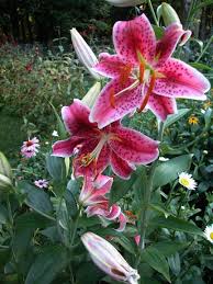 Attēlu rezultāti vaicājumam “Liliaceae”