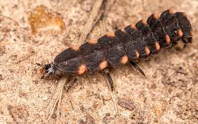 Attēlu rezultāti vaicājumam “Lampyris noctiluca larva”