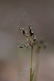 Attēlu rezultāti vaicājumam “Luzula pilosa bud”
