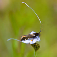 Attēlu rezultāti vaicājumam “Adelidae”