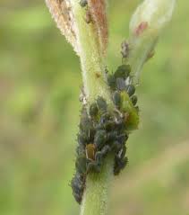 Attēlu rezultāti vaicājumam “Aphis farinosa”