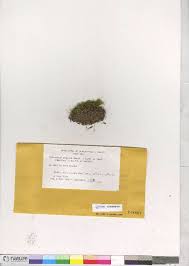 Attēlu rezultāti vaicājumam “Philonotis marchica macro”