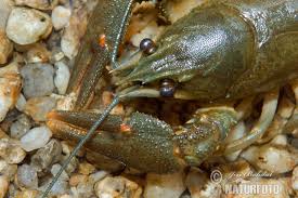 Attēlu rezultāti vaicājumam “Astacus astacus”