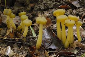 Attēlu rezultāti vaicājumam “Leotia lubrica”