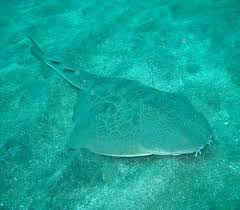 Image result for Squatina squatina