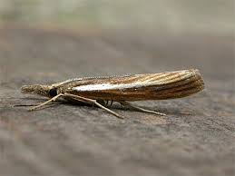 Attēlu rezultāti vaicājumam “Agriphila tristella”