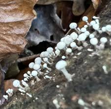 Attēlu rezultāti vaicājumam “Phleogena faginea”