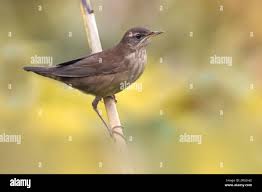 Image result for Locustella luscinioides