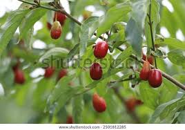 Attēlu rezultāti vaicājumam “Cornus mas fruit”