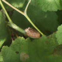 Attēlu rezultāti vaicājumam “Lasioptera rubi larva”