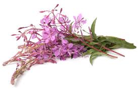 Attēlu rezultāti vaicājumam “Epilobium angustifolium bud”