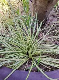 Attēlu rezultāti vaicājumam “Carex ornithopoda leaf”