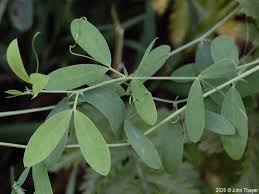 Attēlu rezultāti vaicājumam “Lathyrus tuberosus”