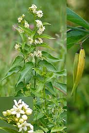 Attēlu rezultāti vaicājumam “Vincetoxicum hirundinaria flower”