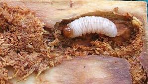 Attēlu rezultāti vaicājumam “Hylobius abietis”