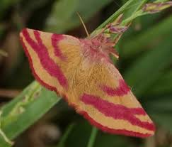 Attēlu rezultāti vaicājumam “Lythria cruentaria”