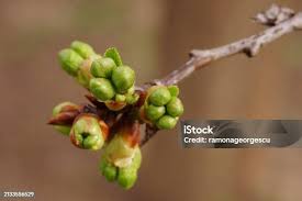 Attēlu rezultāti vaicājumam “Cerasus bud”