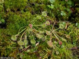 Attēlu rezultāti vaicājumam “Drosera rotundifolia”