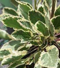 Attēlu rezultāti vaicājumam “Eryngium planum leaf”