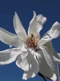 Attēlu rezultāti vaicājumam “Magnolia x loebneri flower”