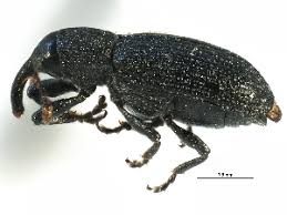 Attēlu rezultāti vaicājumam “Magdalis sp.”