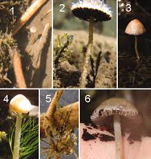 Attēlu rezultāti vaicājumam “Psathyrella pygmaea”