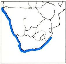 Image result for Mustelus palumbes