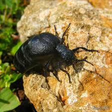 Attēlu rezultāti vaicājumam “Meloe sp.”