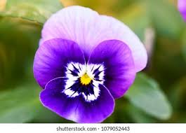 Attēlu rezultāti vaicājumam “Viola tricolor flower”