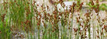 Attēlu rezultāti vaicājumam “Juncus compressus fruit”