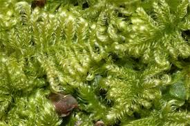 Attēlu rezultāti vaicājumam “Homomallium incurvatum”