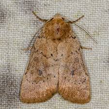 Attēlu rezultāti vaicājumam “Hoplodrina octogenaria”